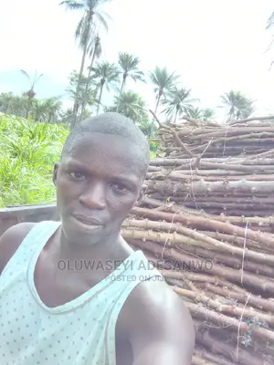 Oil Palm Farming Consultant