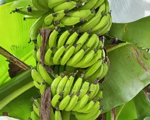 Dwarf Banana Suckers.
