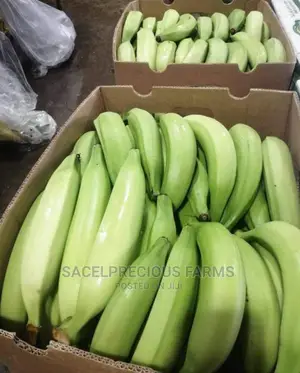 Farm Fresh Plantain Fruits 2kg Pack Box Wholesale Supply