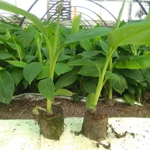 Hybrid Giant Cameroonian Plantain Suckers/Plantlet