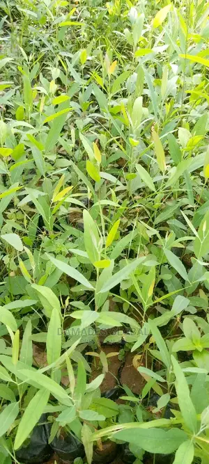Eucalyptus Seedlings