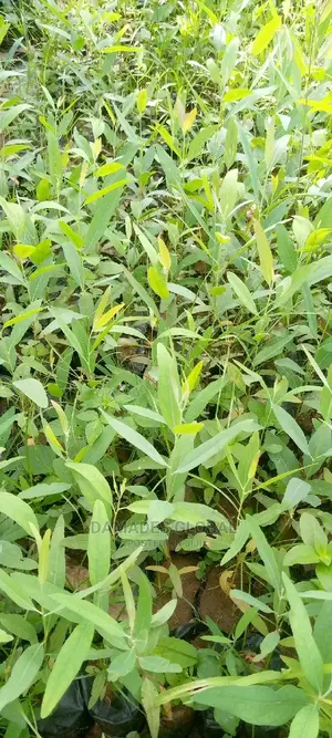 Eucalyptus Seedlings