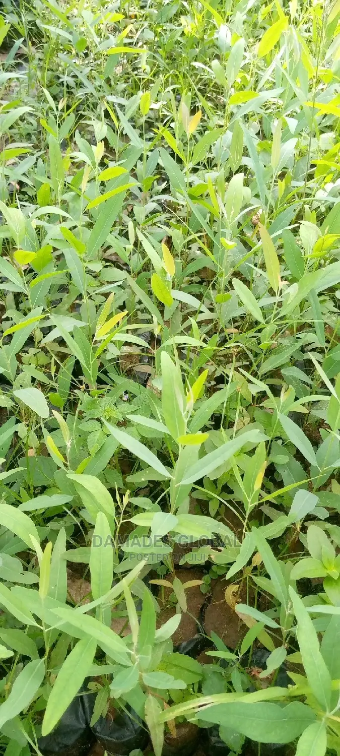 Eucalyptus Seedlings