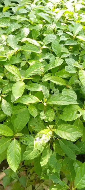 Afara Seedling
