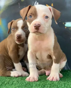 1-3 months Female Purebred American Pit Bull Terrier
