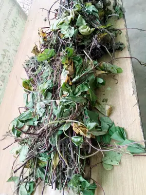 Orange Flesh Potato Vine_1 Bundle