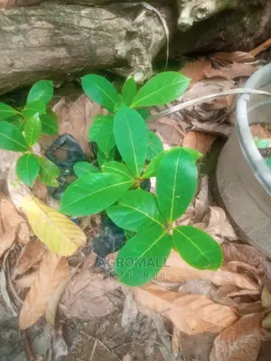 Almond Fruit _Seedling