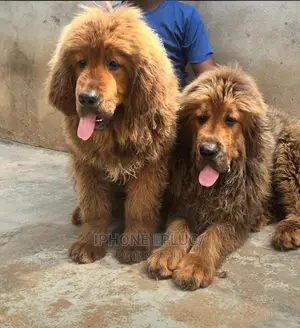 1-3 months Male Purebred Tibetan Mastiff