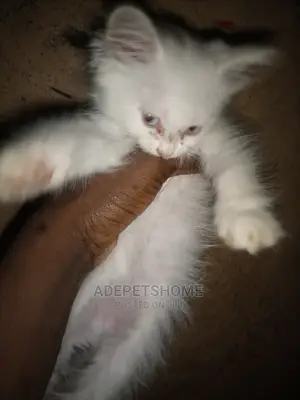 1-3 Month Female Purebred Turkish Angora