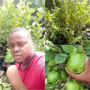 Best Guava (Jumbo White / Red / Pink)