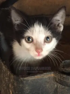 1-3 months Male Purebred Exotic