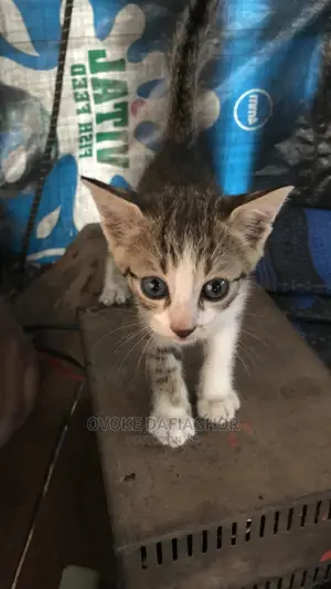 1-3 months Female Purebred American Wirehair