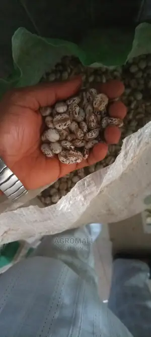 Castor Seeds (Brazilian White/Indian Brown)