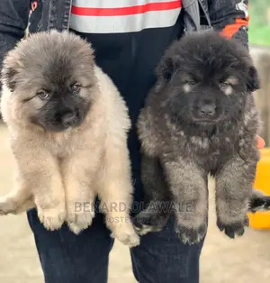 1-3 months Female Purebred Caucasian Shepherd