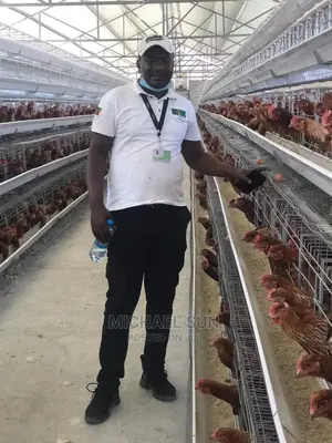 Poultry Cages Chicken Cage